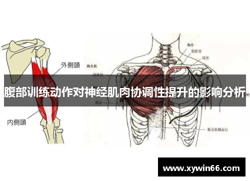 腹部训练动作对神经肌肉协调性提升的影响分析